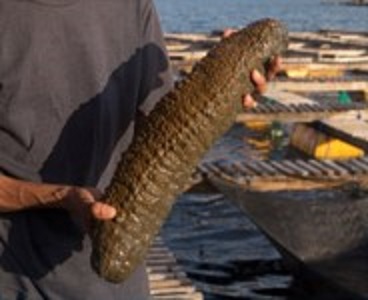 写真　ナマコ（ビマ社提供）