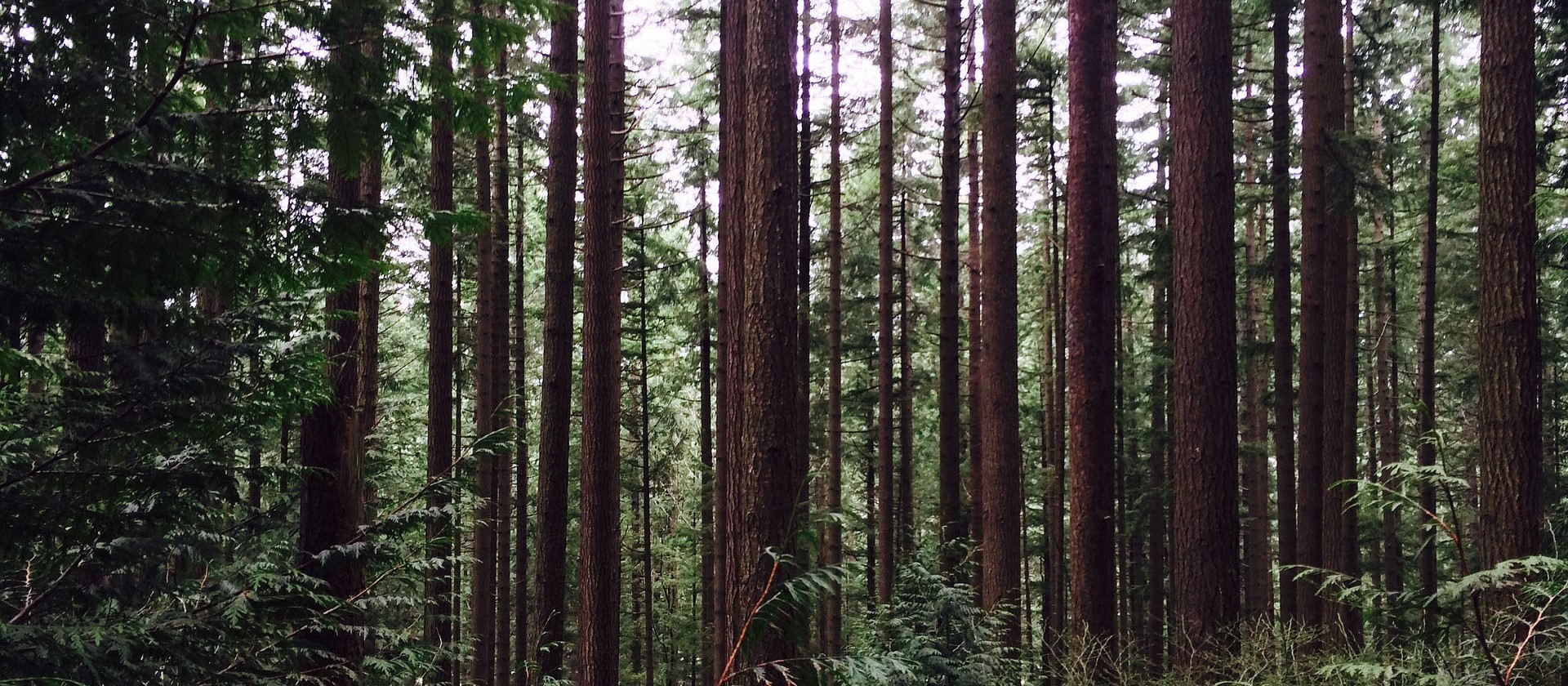 pacific northwest washington trees