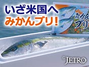 いざ米国へ みかんブリ！