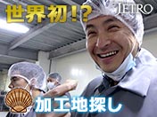 世界初！？ ホタテ加工地探し