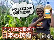 トウモロコシの収穫が激増！ アフリカに根ざす日本の技術