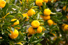 Uwajipedia, Learn More About Yuzu Citrus Fruit