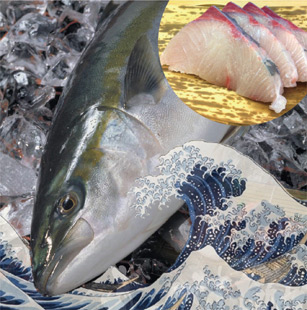 Hamachi (Yellowtail)