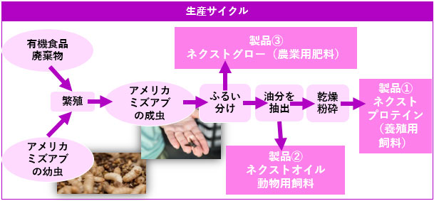 ネクスト・プロテインは以下のプロセスで3つの製品を生産している。 1．アメリカミズアブの幼虫に有機の食品廃棄物を与え繁殖させる。 2．繁殖させたミズアブを成虫まで育て、ふるい分けを行い、製品(1)ネクストグロー（農業用肥料）を生産。 3．ふるい分けで残った成虫から油分を抽出し、製品(2)ネクストオイル（動物飼料）を生産。 4．油分を抽出しおわった成虫を乾燥させ、粉砕して、製品(3)ネクストプロテイン（養殖用飼料）を生産。 無駄なく、一貫した生産サイクルを構築している。 