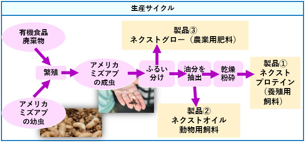 有機食品や廃棄物を餌にアメリカミズアブの幼虫を繁殖させる。 その後、殺菌、圧縮、乾燥等のプロセスを経て、製品(1)乾燥タンパク質粉（ネクストプロテイン（養殖用飼料））と製品(2)油（ネクストオイル（動物用飼料））の2製品を製造。また飼育の際の幼虫の排泄物を利用して製品(3)ネクストグロー（農業用飼料）も生産される。 