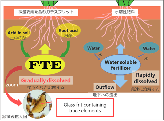植物の根と土壌を描いた図。微量要素を含むガラスフリット（F.T.E）は、土壌中の酸や根酸によってゆっくり溶解する。水溶性肥料は、水に触れると急速に溶解し、地下へ流出する。 