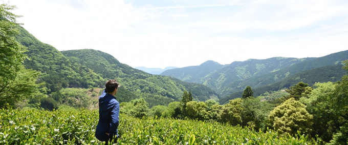 Making Sense of Japanese Tea