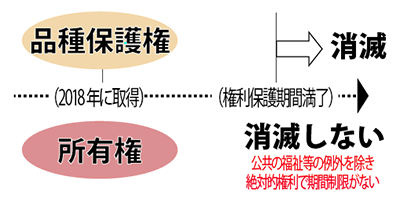 品種保護権は、権利保護期間が満了すると、その権利は消滅しますが、当該品種の所有権については、公共の福祉等の例外を除き、絶対的権利で期間制限がありません