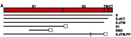 SARS-CoV-2スパイクタンパク質の変異体6種類(図面1.A)