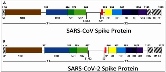 出願発明の出願日前に頒布された種々の文献には、SARS-CoV-2が細胞内に浸透するとき「S2’(R815位置)切断」はS1/S2切断があった後に生じると認められ、原形質膜において宿主-受容体結合が起こるか、またはウイルスの細胞内移入(endocytosis)があるまでは起こらないことがある点が開示されていた。S2’切断に関与するTMPRSS2(transmembrane serine protease2)抑制剤とS1/S2切断に関与するフーリン抑制剤MI-1851を結合すれば、SARS-CoV-2に対してさらに強力な抗ウィルス活性が生じることも知られていた。したがって、通常の技術者はS1/S2フーリン切断部位と共にS2’切断部位の置換を試みるはずで、グリシン(G)への置換は通常の技術者の一般的な創作能力の範囲内にあるもので技術的困難性がない。