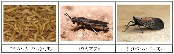 画像：ゴミムシダマシの幼虫、コウカアプ、シタベニハゴロモ