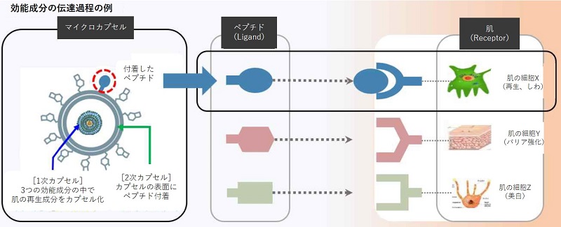 カプセルを2重構造にして、3種類の効能成分がターゲットに適切に届くようにした技術