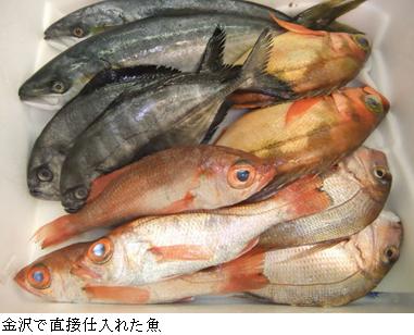 金沢で直接仕入れた魚