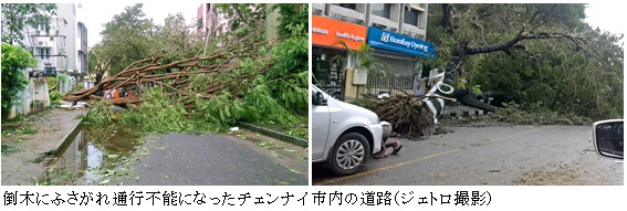 写真　倒木にふさがれ通行不能になったチェンナイ市内の道路（ジェトロ撮影）
