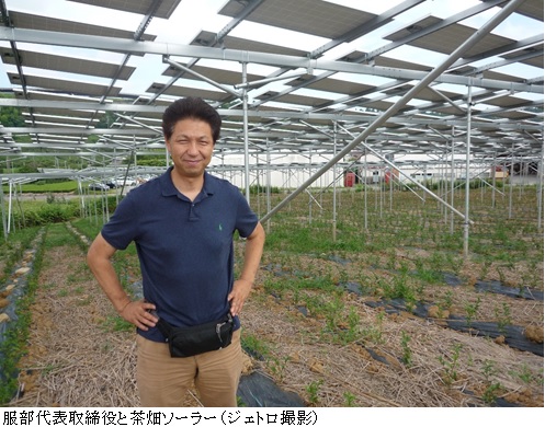 写真　服部代表取締役と茶畑ソーラー（ジェトロ撮影）