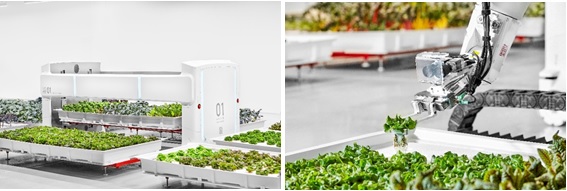 写真　アイアン・オックス栽培施設内で稼働するロボット。写真右：アームで野菜をつかみ別の容器へ移し替える。写真左：トレーを施設内で運搬している（アイアン・オックス提供）