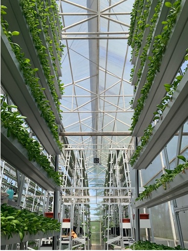 写真　2012年にスカイ・グリーン社が開園したシンガポール初の垂直型の農園（ジェトロ撮影）