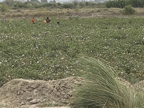 写真　手摘みで収穫される綿花（カラチ郊外、ジェトロ撮影）