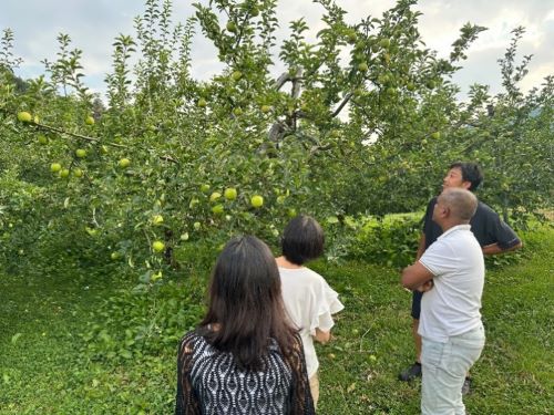 写真　りんご園視察の様子（ジェトロ撮影）