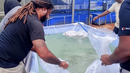 写真　日本から空輸した錦鯉を取り扱う、オヤ・ニシキゴイCEOのアミラ・バンダーラ氏（左）（ジェトロ撮影）