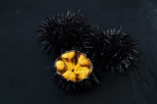 写真　実入りのよい北三陸ファクトリーのウニ（同社提供）